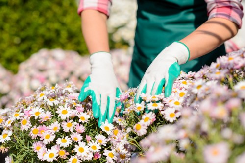 Professional maintenance of Camden outdoor space