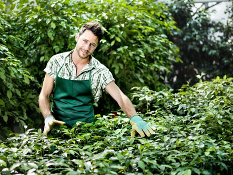 Camden climate-friendly plant selections